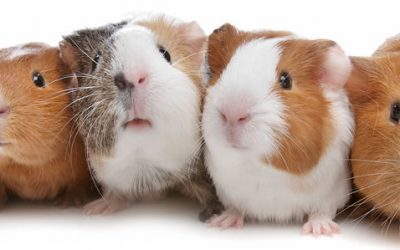 Guinea Pigs Galore: Group Dissection and Timelapse