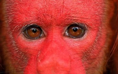 Peculiar Primates: Bald-headed Uakaris