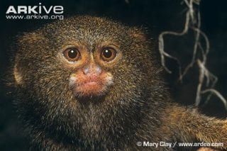 Peculiar Primates: Pygmy Marmosets