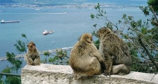 Peculiar Primates: Macaques