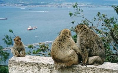 Peculiar Primates: Macaques