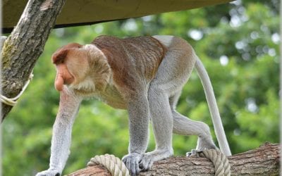Peculiar Primates: Proboscis Monkeys