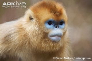 Peculiar Primates: Snub-nosed Monkeys