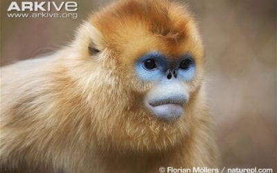 Peculiar Primates: Snub-nosed Monkeys